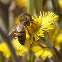 Pracowita pszczółka