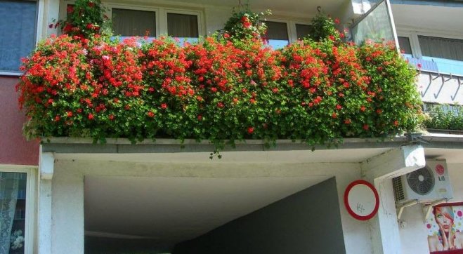 Masz ładny ogródek lub balkon? Zgłoś się do konkursu